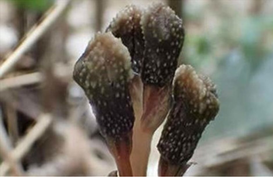 Ιαπωνία: Ανακαλύφθηκε φυτό που δεν φωτοσυνθέτει ούτε ανθίζει
